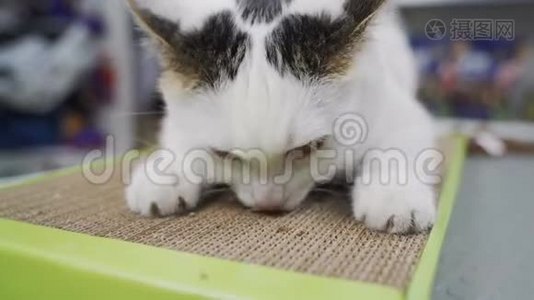 有趣的猫喜欢他的新爪磨玩具。视频