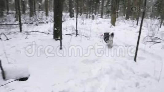 狗在冬天的森林里种哈士奇，在雪地里扔玩具视频