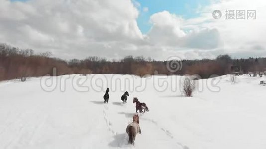 四匹小马在雪地上奔跑。 空中景观视频