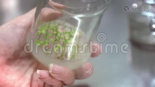 科学家将植物原型放入实验室玻璃器皿中进行实验视频