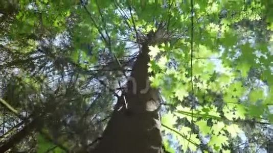 高大的枫树，从下面看到树枝状的树冠。 森林里的晴天视频