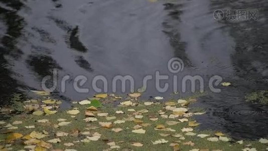 雨滴和漂浮的落叶在黑暗的水面上的河流或湖泊。视频