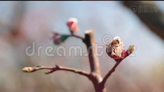 欧洲蜜蜂，杏树上的蜜蜂视频