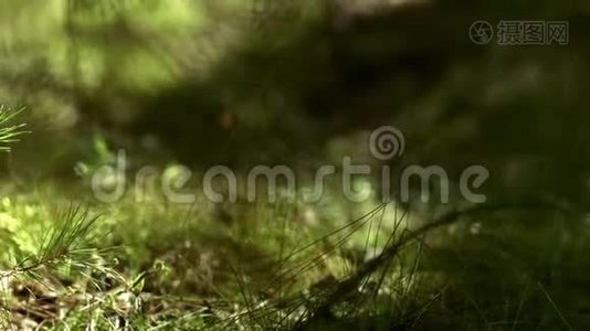 松苔和草的幼株生长在森林中.. 森林植物和草视频