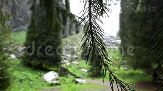 针叶树的绿色树枝。 在背景中可以看到天空，云彩，风景..视频