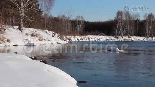 解冻的河流在白雪覆盖的白桦林海岸之间流动视频