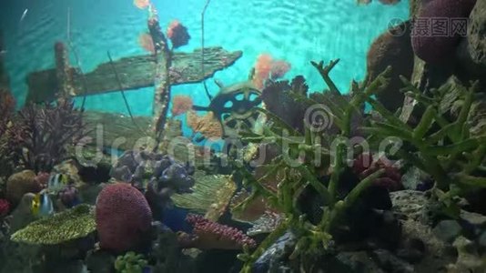 水族馆里的水下世界。 咸水中的海洋生物。 鱼在珊瑚之间游泳。视频