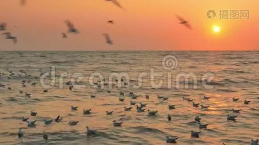 许多海鸥在空中飞翔，其他人在日落时漂浮在水面上视频