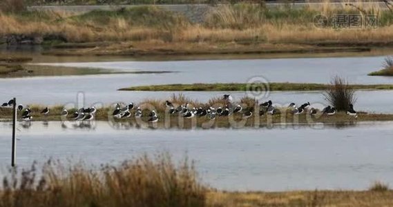 4K湿地喜曼达布白头鱼视频