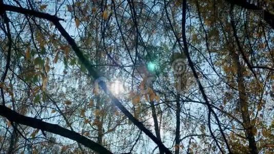 秋天，树梢的全景，阳光透过树叶照耀视频