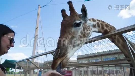 女人在接触动物园喂长颈鹿视频