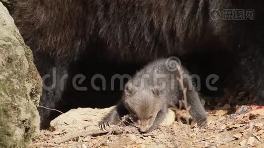 小熊在后台和棍子妈妈玩视频