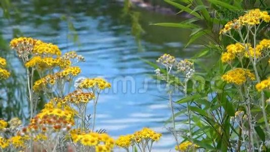 大自然中的黄花和湖水视频