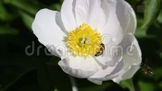 白牡丹花上的蜜蜂.视频