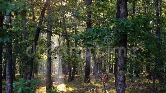 在一个雾蒙蒙的早晨，秋天的森林里，阳光落在小径上。视频