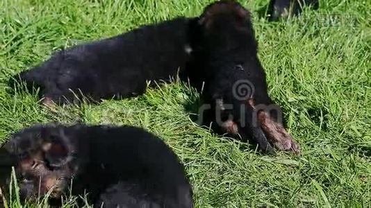 德国牧羊犬在绿草中放松的特写全景视频