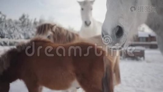 美丽的马和小马走在冬季牧场。 养马概念视频