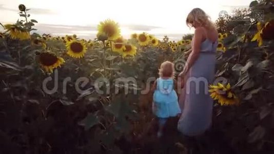 向日葵领域的年轻家庭。 母亲牵着女儿的手，她们走在向日葵之间视频