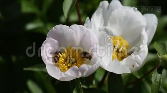 白牡丹花上的蜜蜂.视频