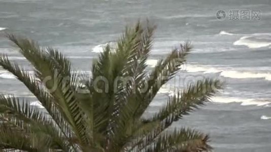 棕榈在海洋视频