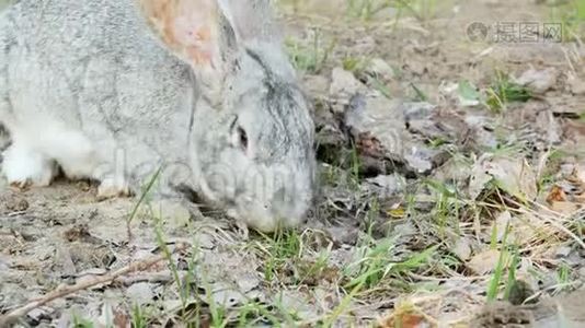 灰兔在牧场吃草视频