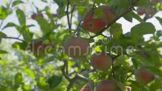 戴手套的农夫从树上摘熟的苹果。视频