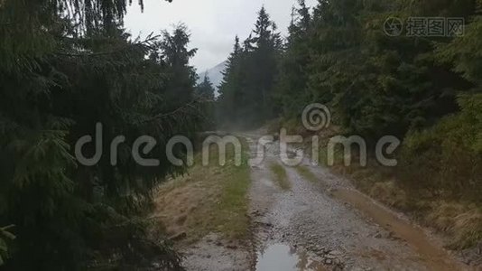 秋天，喀尔巴阡山的乡间小路在绿杉树之间转弯视频