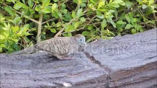 一只泰国鸽子在绿树花园附近的地上散步和采摘一些食物。视频