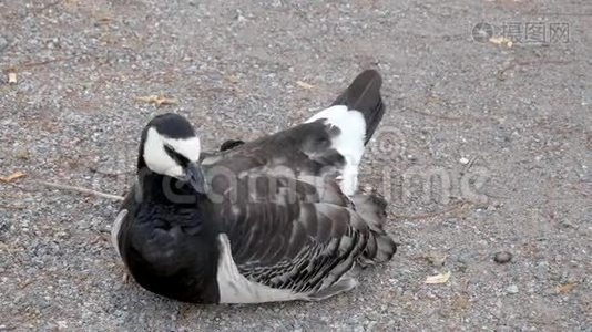 加拿大的鹅坐在地上，嘴里衔着羽毛视频