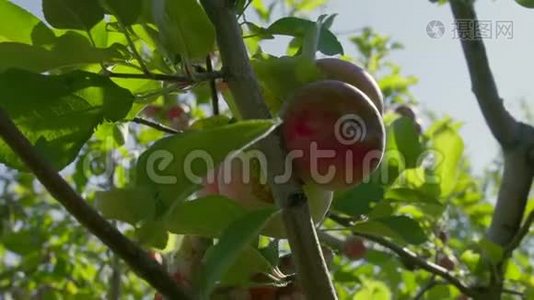戴手套的农夫从树上摘苹果。视频