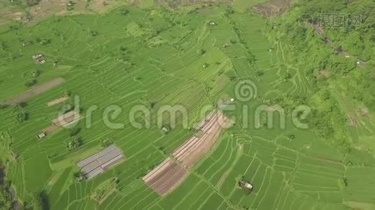 亚细亚村的稻田从上面的飞行无人机。 鸟瞰中国广西绿色水稻种植。 农业视频
