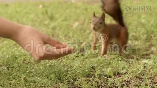 松鼠从手里吃东西视频