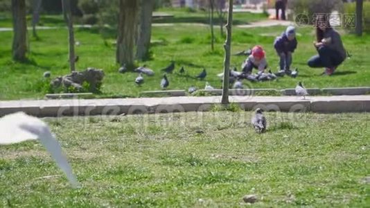 鸽子在公园里慢动作地行走和飞翔视频