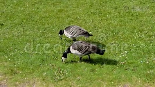 阳光明媚的夏日，两只加拿大鹅在田野上啄着青草视频