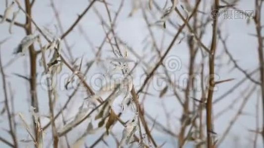 冷冻干燥叶片的视图视频