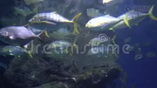 一群有黄色尾巴和鳍的鱼。 热带鱼在蓝水中游泳视频