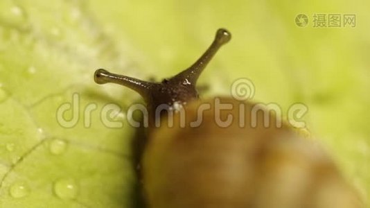 蜗牛吃树叶视频