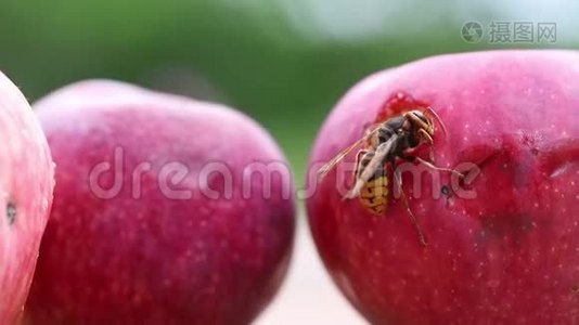 欧洲大马蜂吃成熟甜可口的苹果。 用水果喂养黄蜂。 昆虫破坏收获视频