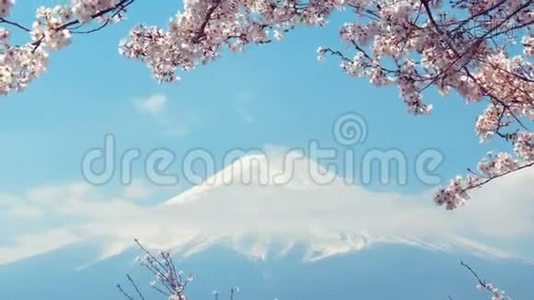 山 富士和樱花在风中摇曳视频