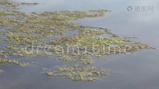 泥，池塘水面绿浮水藻.. 生长在水面的绿色杂草，使水变酸视频