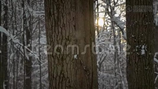 雪在树干和夕阳的映衬下缓缓落下视频