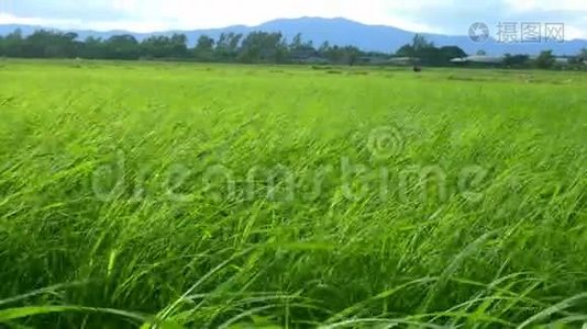 夏季天风吹过田间水稻幼苗的景观。视频