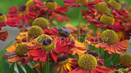 蜜蜂在收集花蜜的橙花上。 充满活力的特写镜头。视频