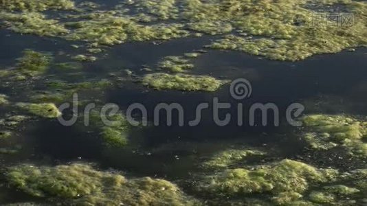 泥，池塘水面绿浮水藻.. 生长在水面的绿色杂草，使水变酸视频