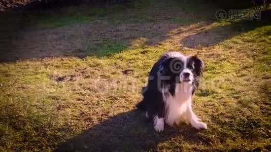 边境牧羊犬的慢动作跳跃，并在苏尼特的花园里接住网球。视频