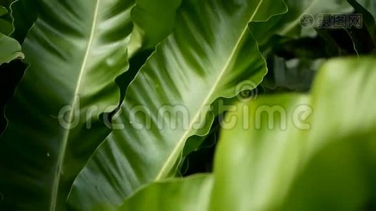 鸟巢`蕨，蕨类植物. 野生乐园热带雨林丛林植物为天然花卉背景.. 抽象纹理视频