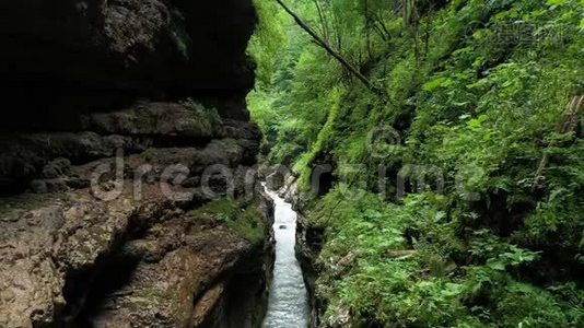 峡谷中的山涧，密林之中视频