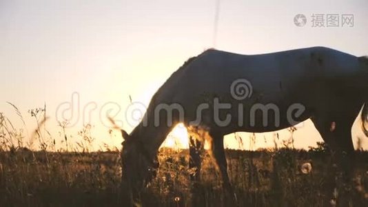 美丽的马在无边无际的田野里吃草，在美妙的夕阳下在斯洛文尼亚视频