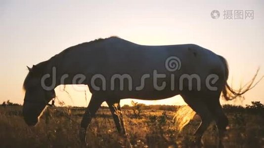 白马在秋天的大田野里慢悠悠地走着，寻草视频