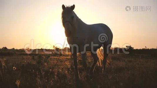 高贵的马，尾巴飘动，望着闪闪发光的夕阳在邋遢视频